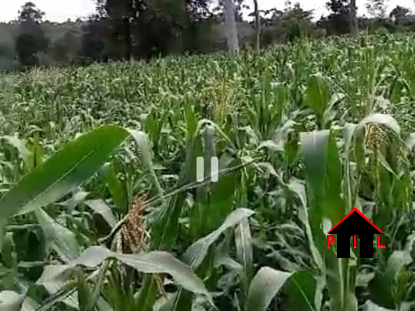 Commercial Land for sale in Kigalama Mityana