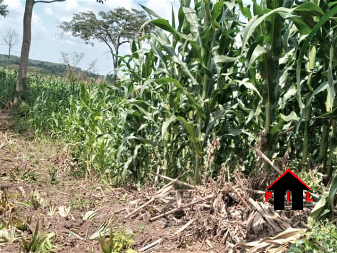 Agricultural Land for sale in Lukizi Luweero