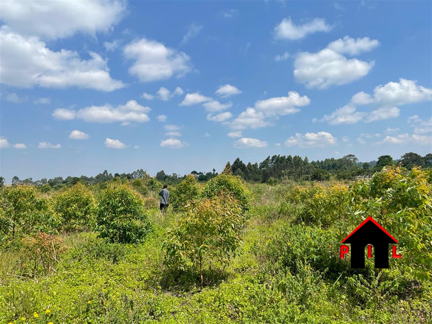 Commercial Land for sale in Nkozi Mpigi