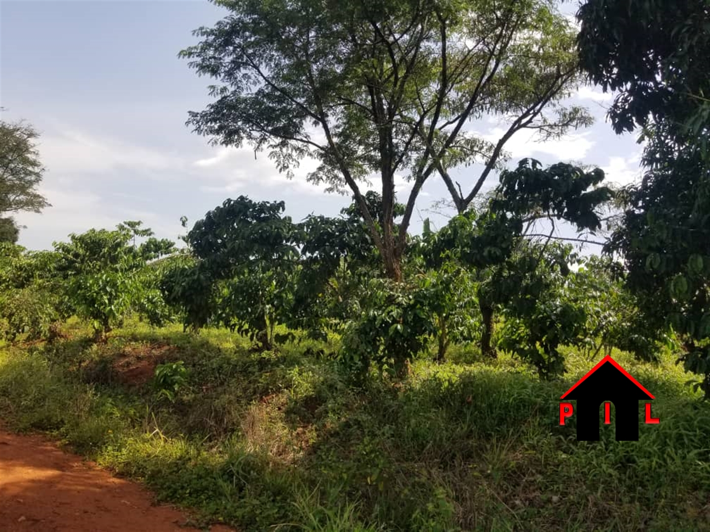 Agricultural Land for sale in Bamunaanika Luweero