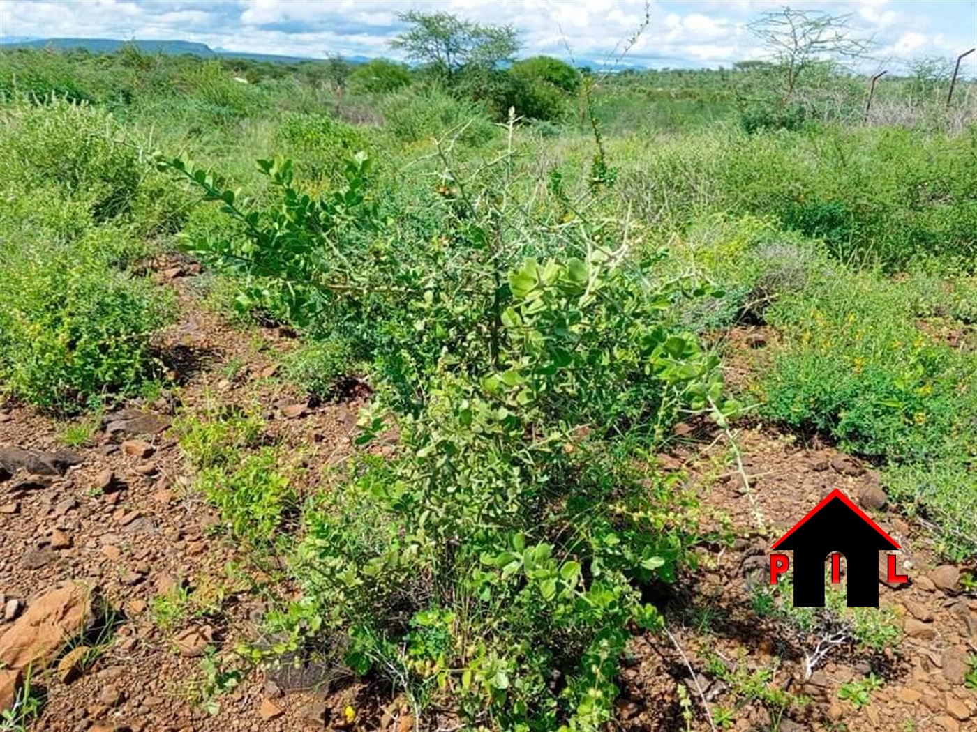 Agricultural Land for sale in Nasagaali Kamuli