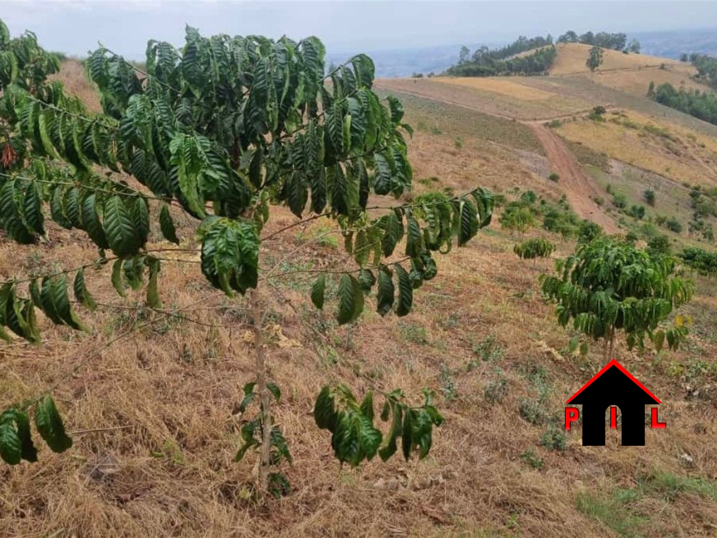 Agricultural Land for sale in Koranorya Mbarara