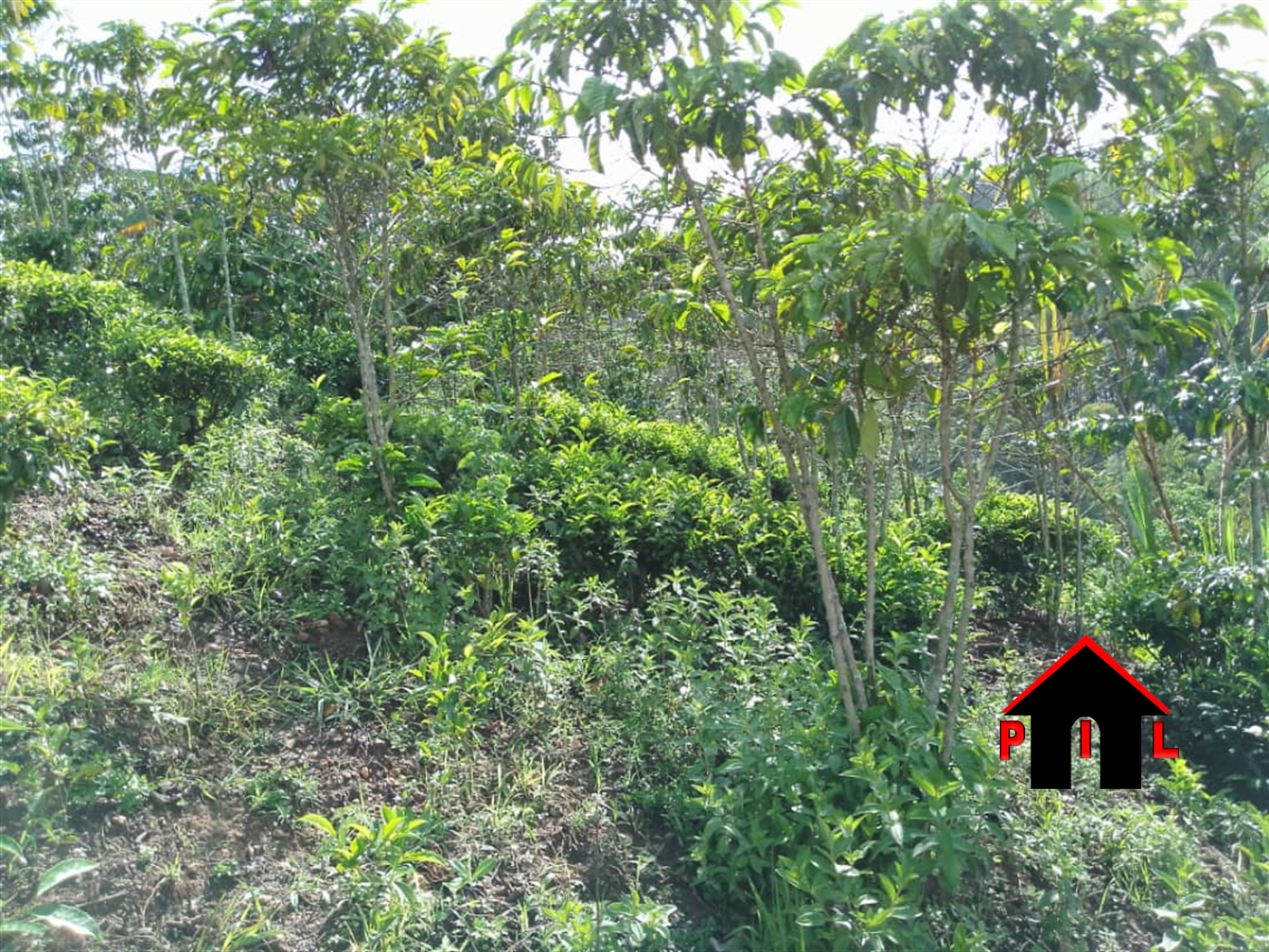 Agricultural Land for sale in Igara Busheenyi