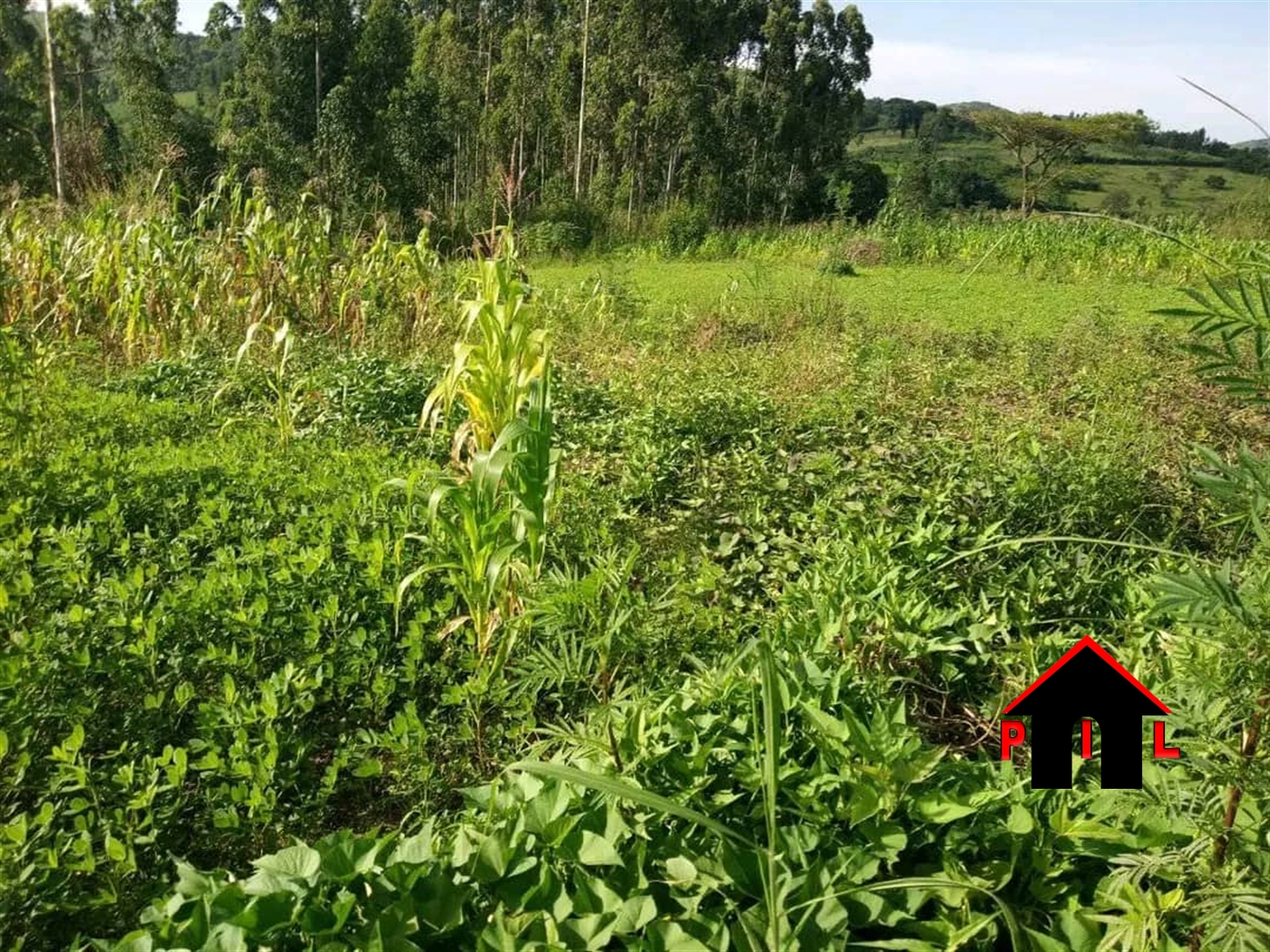 Agricultural Land for sale in Kihuura Kyenjojo