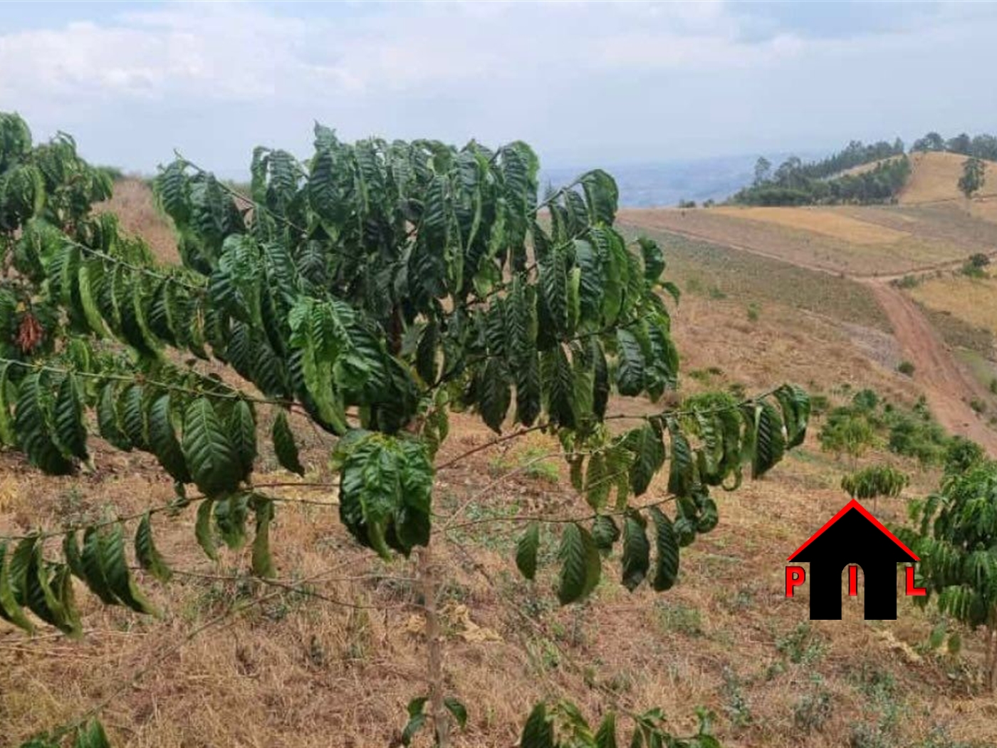 Commercial Land for sale in Koranorya Mbarara