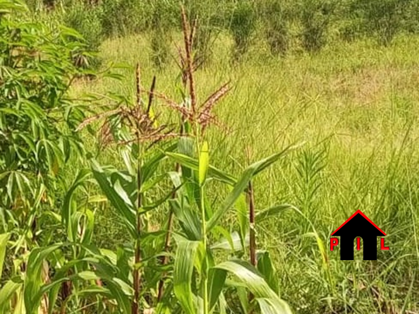 Residential Land for sale in Bubaale Kabaale
