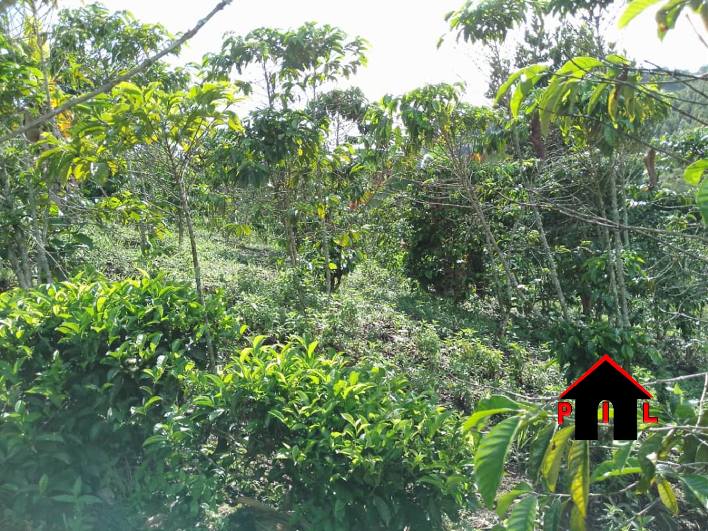 Agricultural Land for sale in Ndazabazadde Wakiso