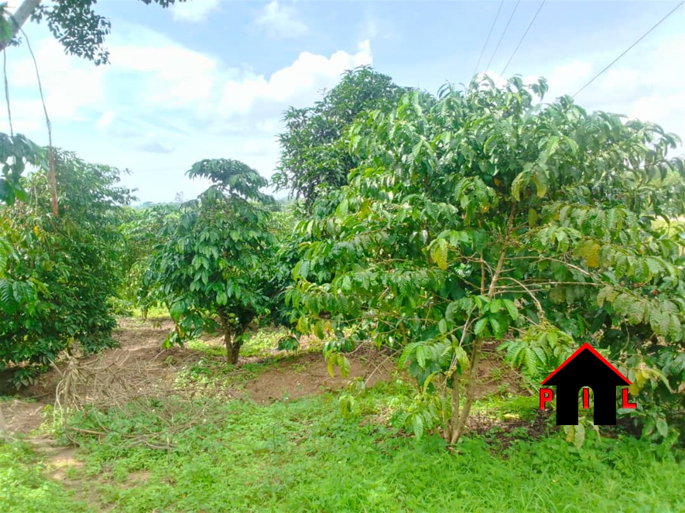 Agricultural Land for sale in Muluganda Kamwenge