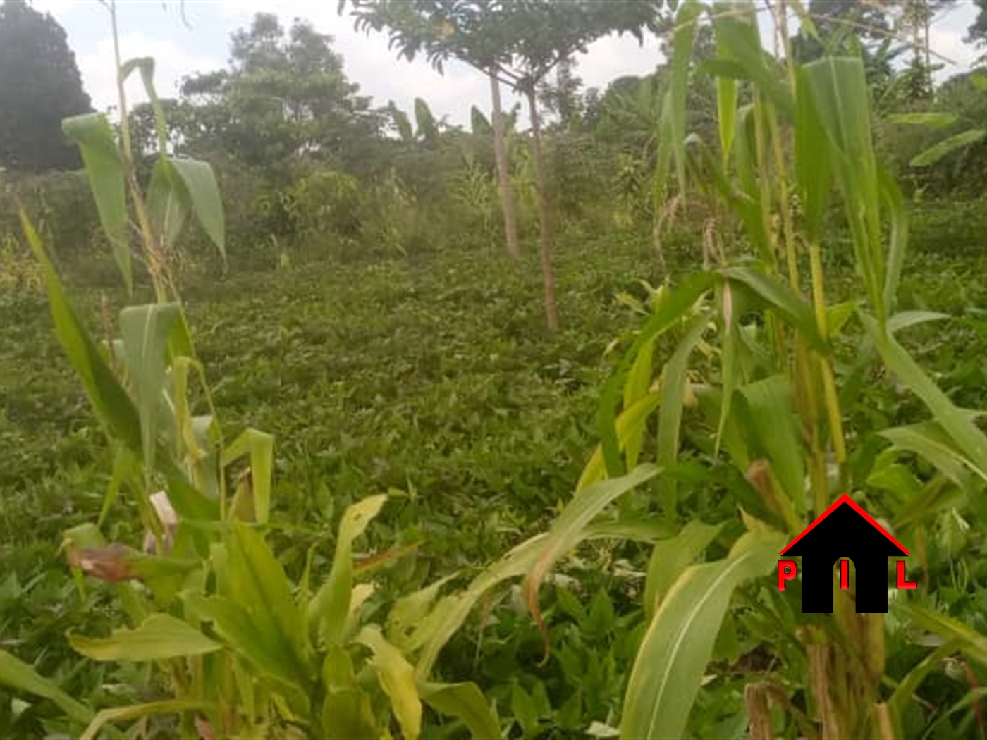 Agricultural Land for sale in Kanyanda Nakaseke