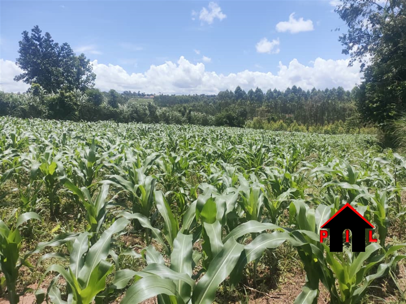 Agricultural Land for sale in Buyala Mityana