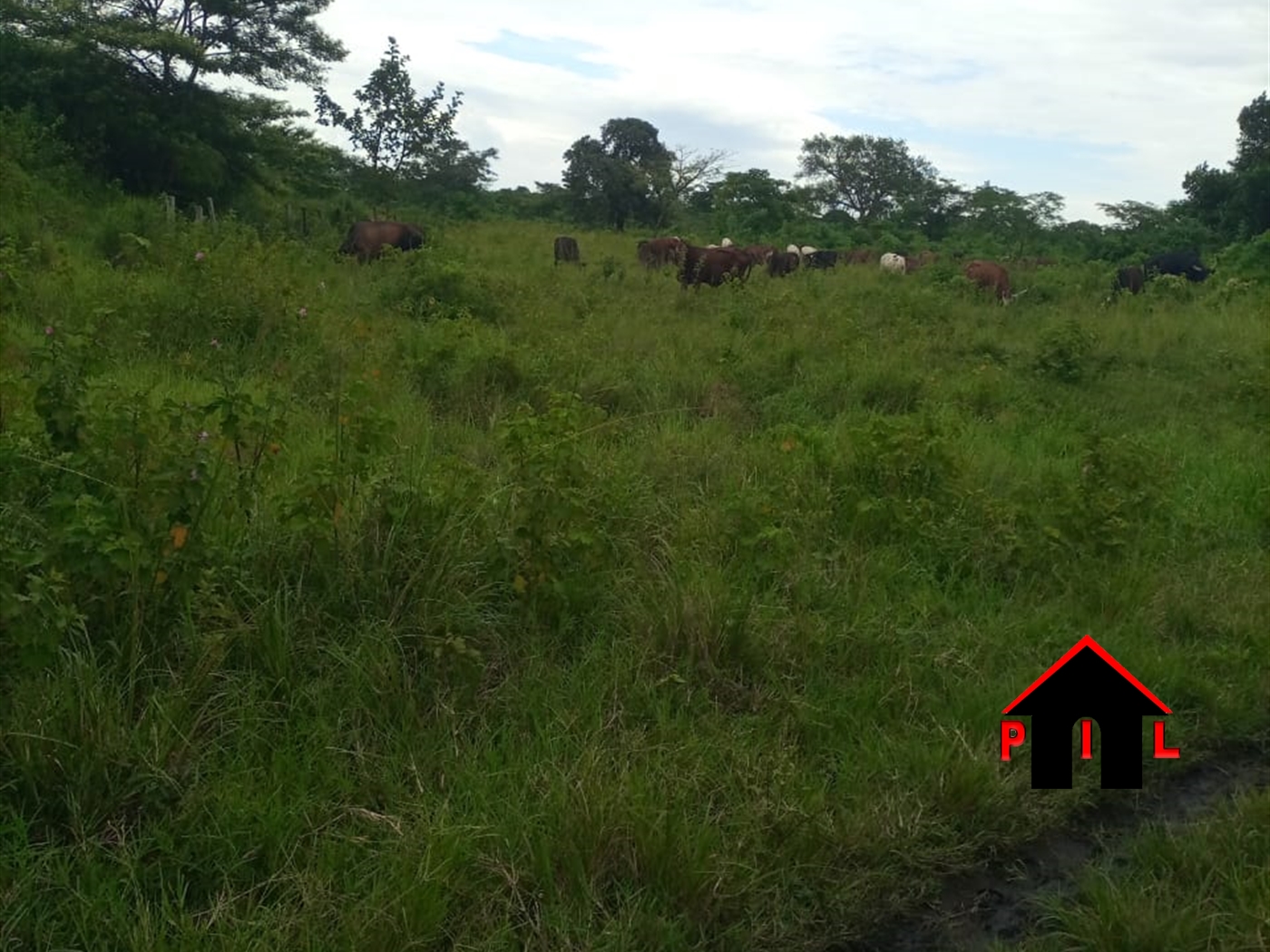 Agricultural Land for sale in Kyoga Kasanda