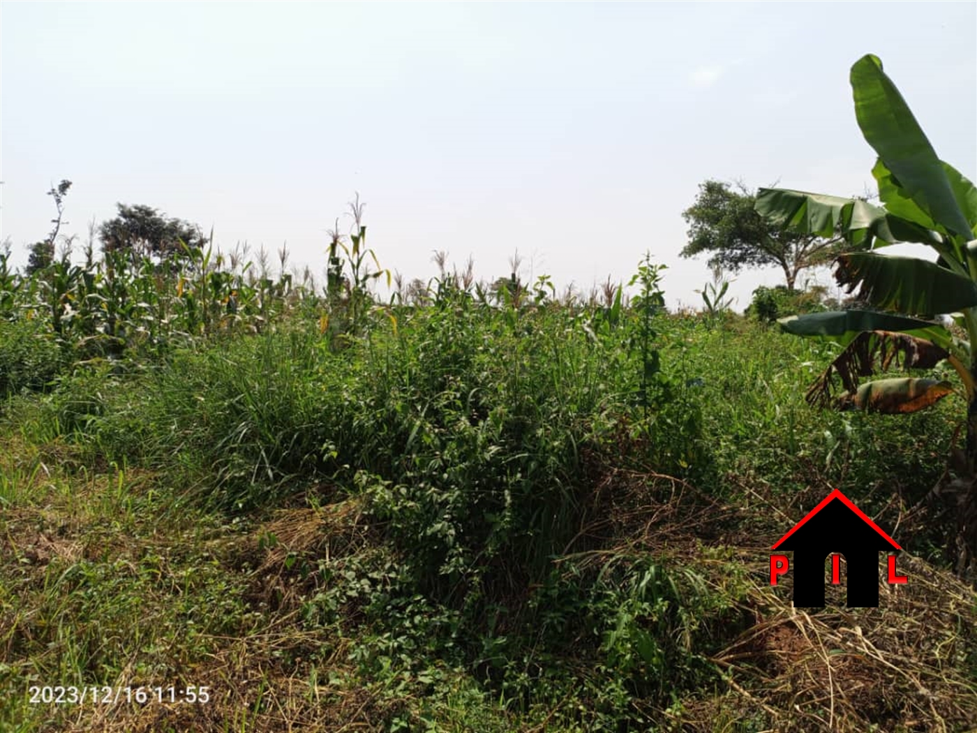 Agricultural Land for sale in Wubusana Nakaseke