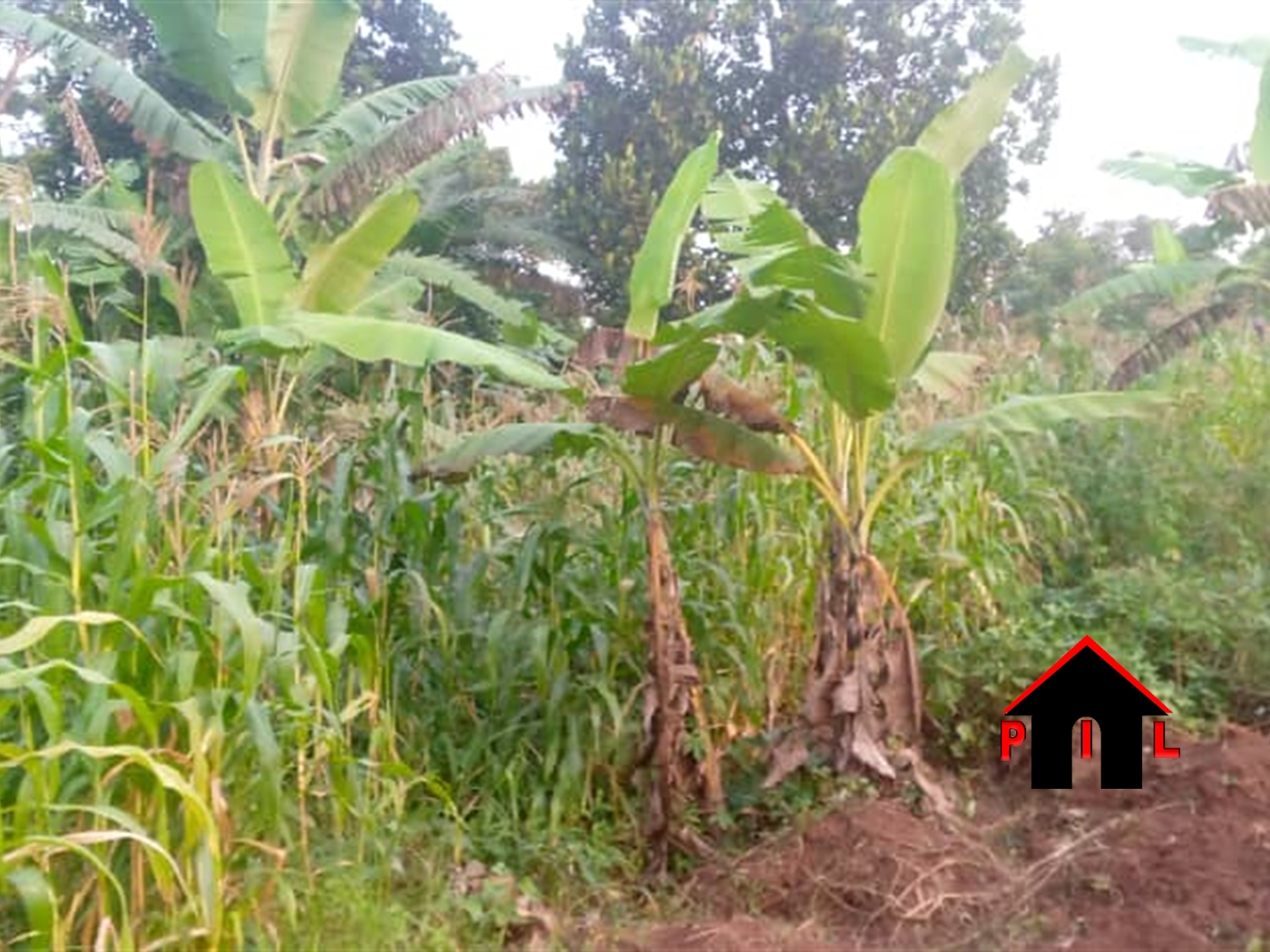 Commercial Land for sale in Kiguma Kiruhura