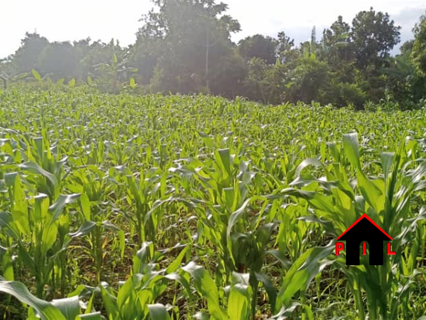 Agricultural Land for sale in Rubare Ntungamo