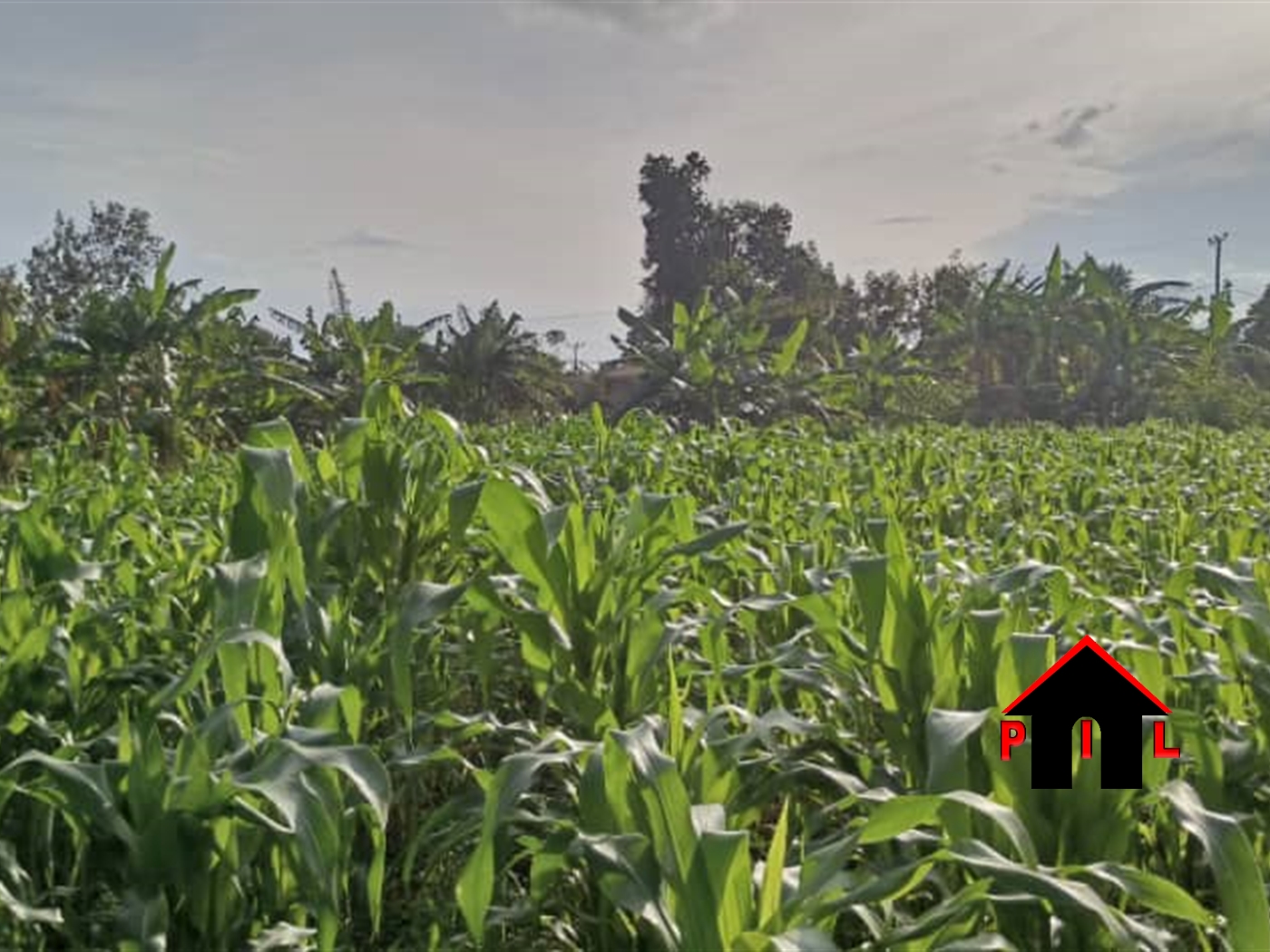 Agricultural Land for sale in Rubaale Ntungamo