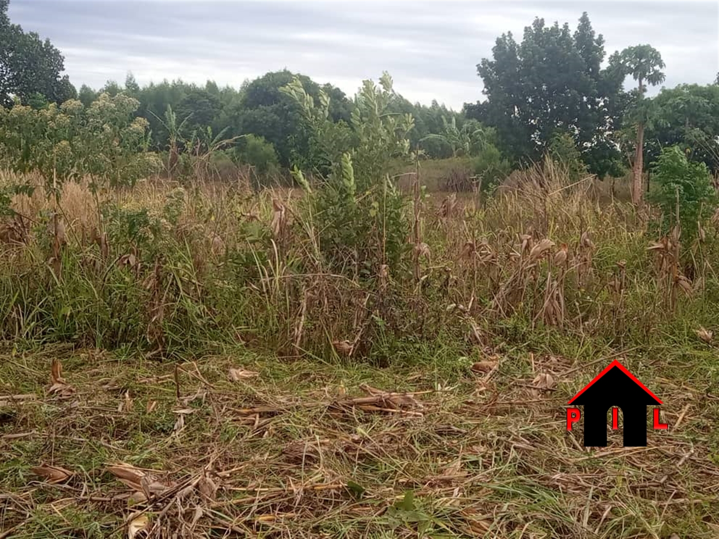 Agricultural Land for sale in Rubare Ntungamo