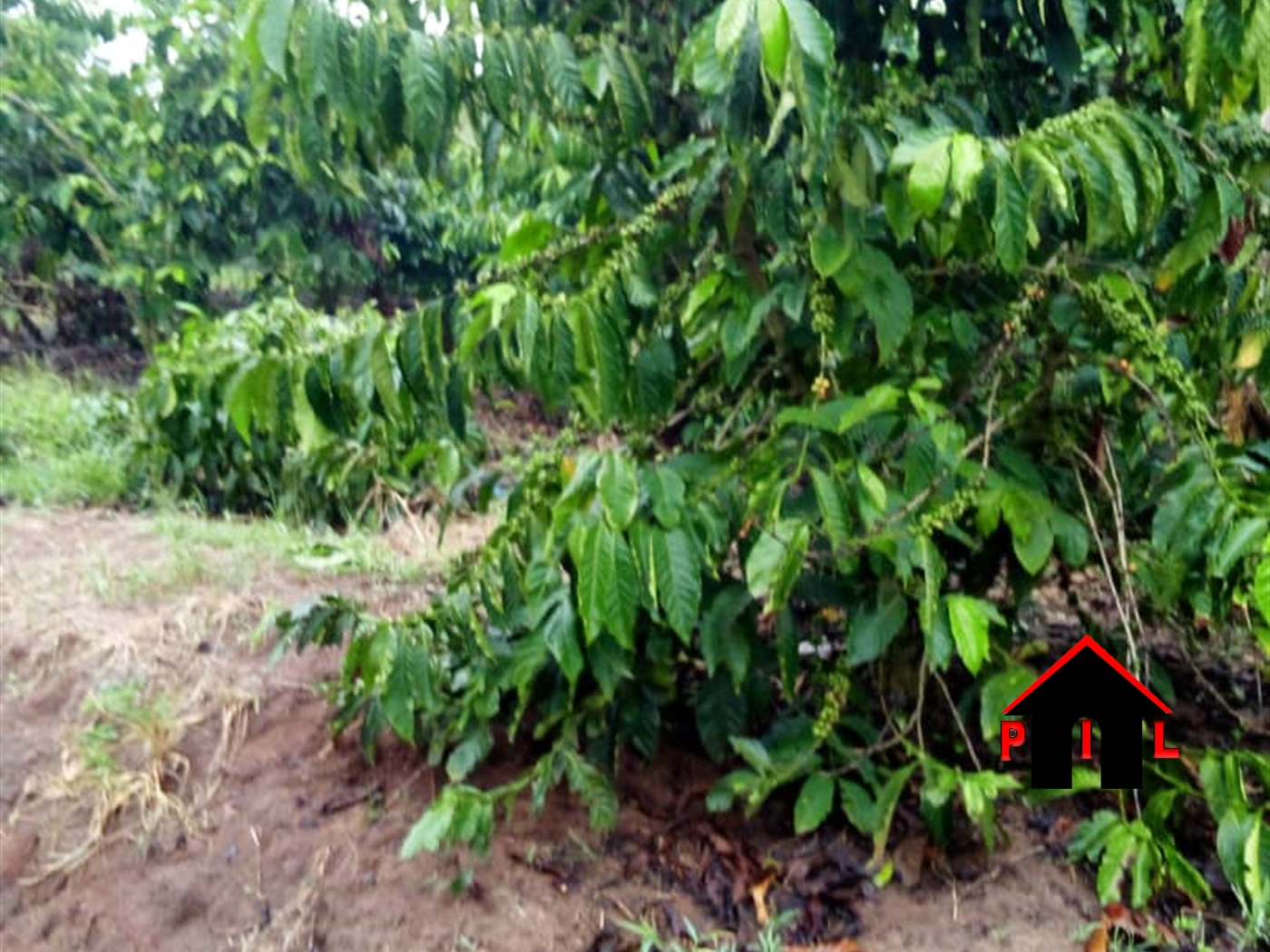 Agricultural Land for sale in Namayumba Wakiso