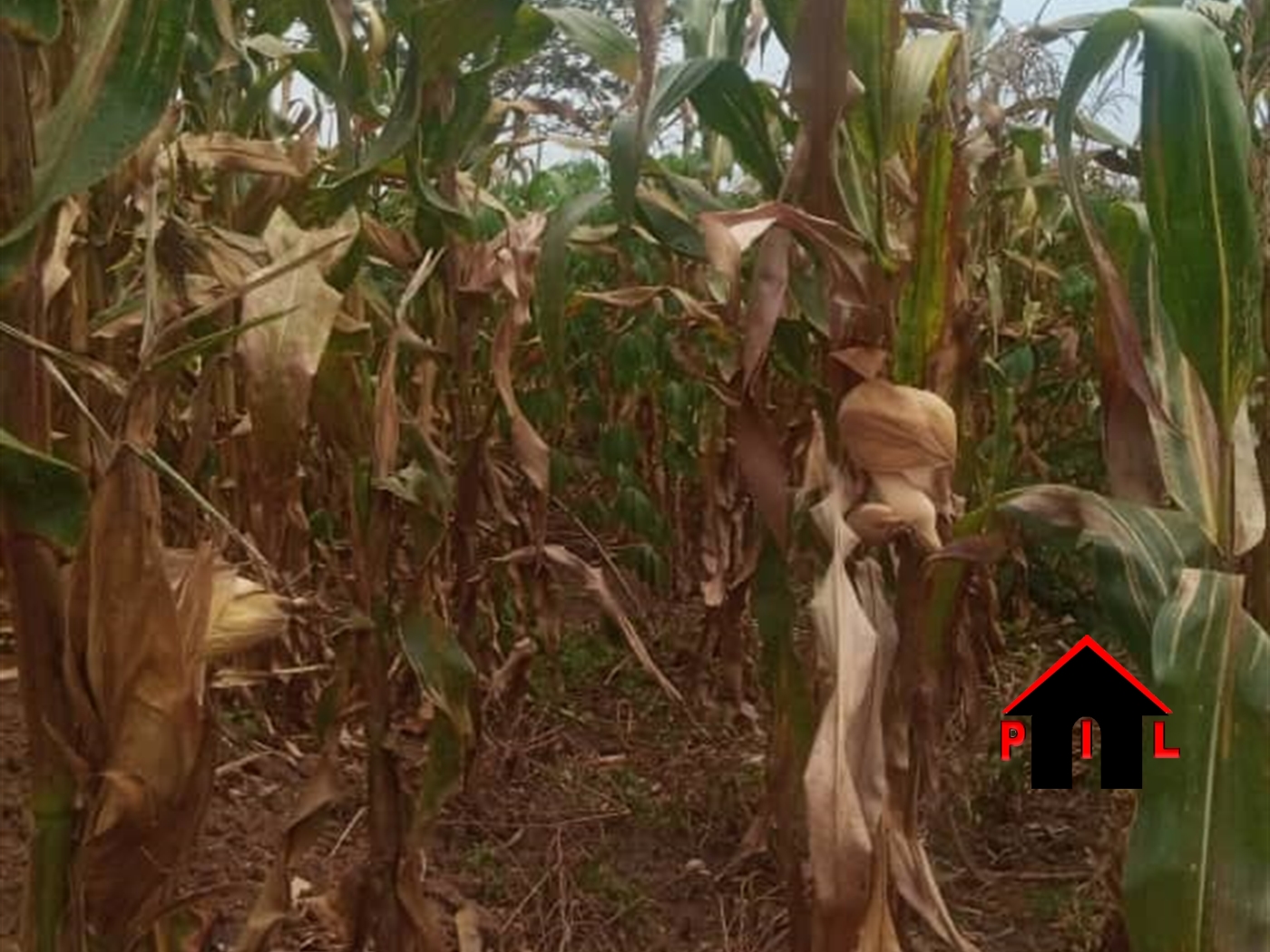 Agricultural Land for sale in Katugo Nakasongola