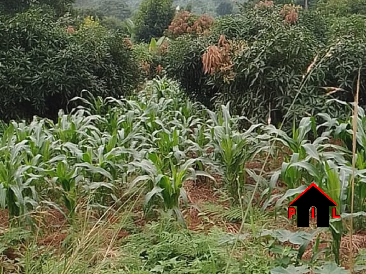Commercial Land for sale in Bumpenje Wakiso