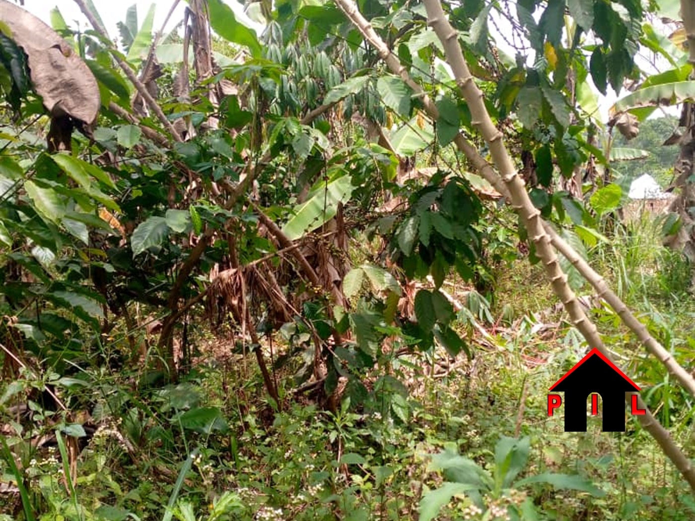Residential Land for sale in Kikonge Mityana
