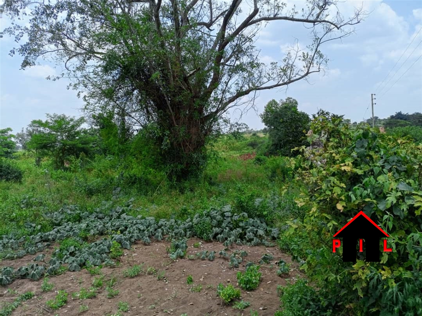 Agricultural Land for sale in Minumwa Nakaseke
