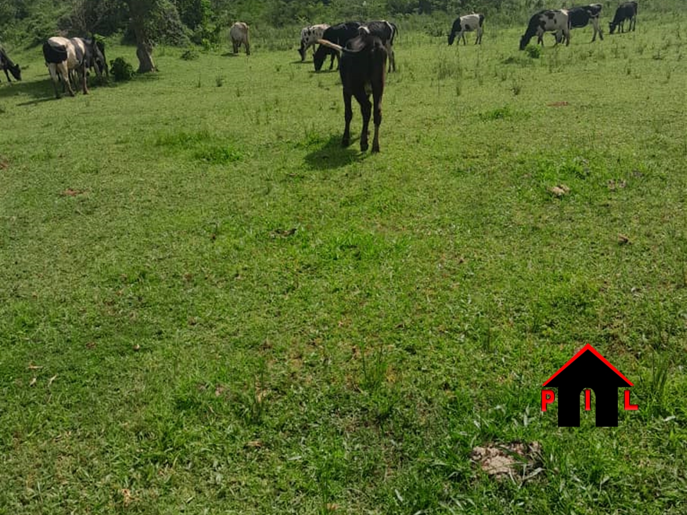 Farm for sale in Kiwoko Nakaseke