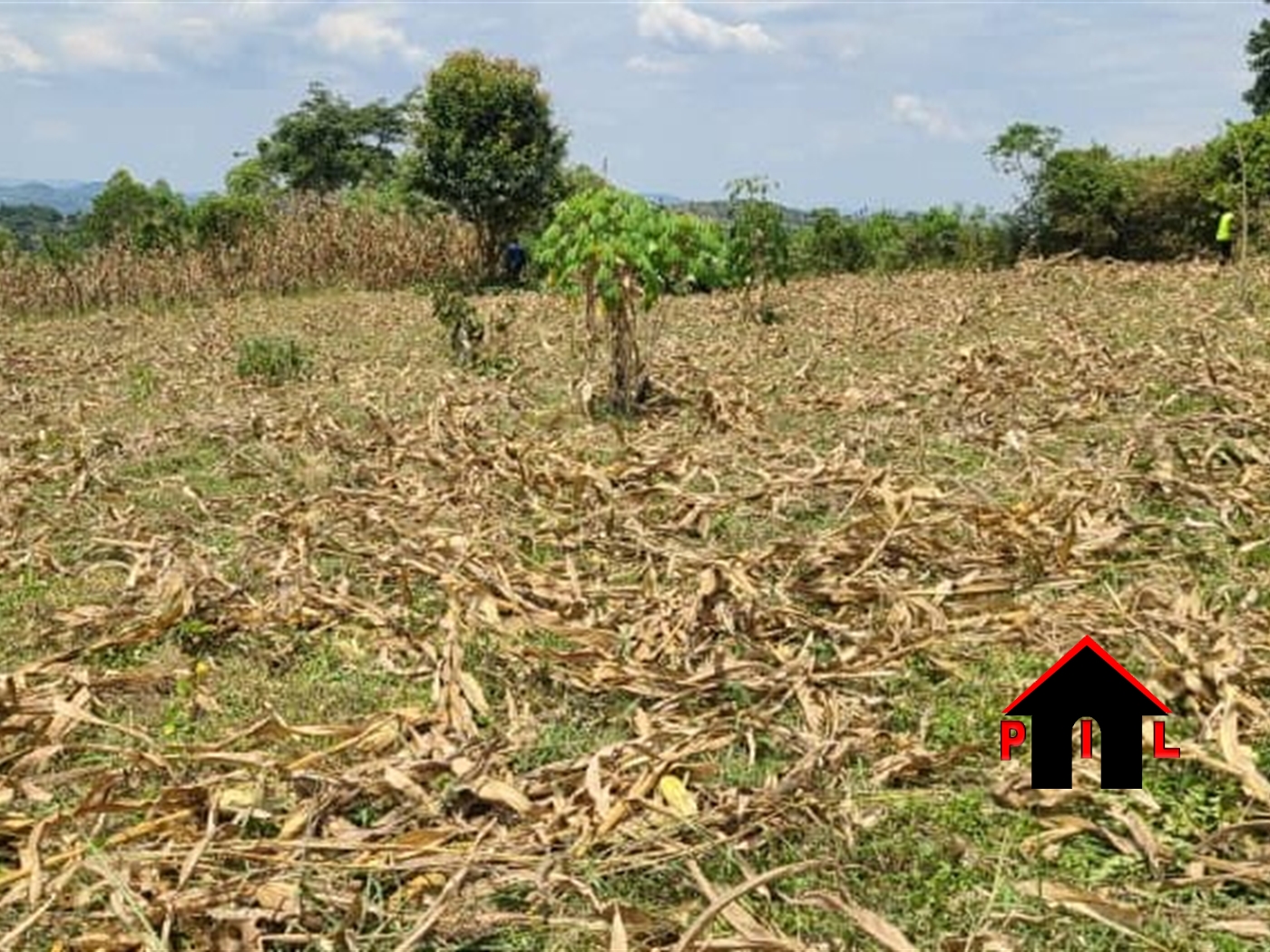 Agricultural Land for sale in Lubari Kasanda