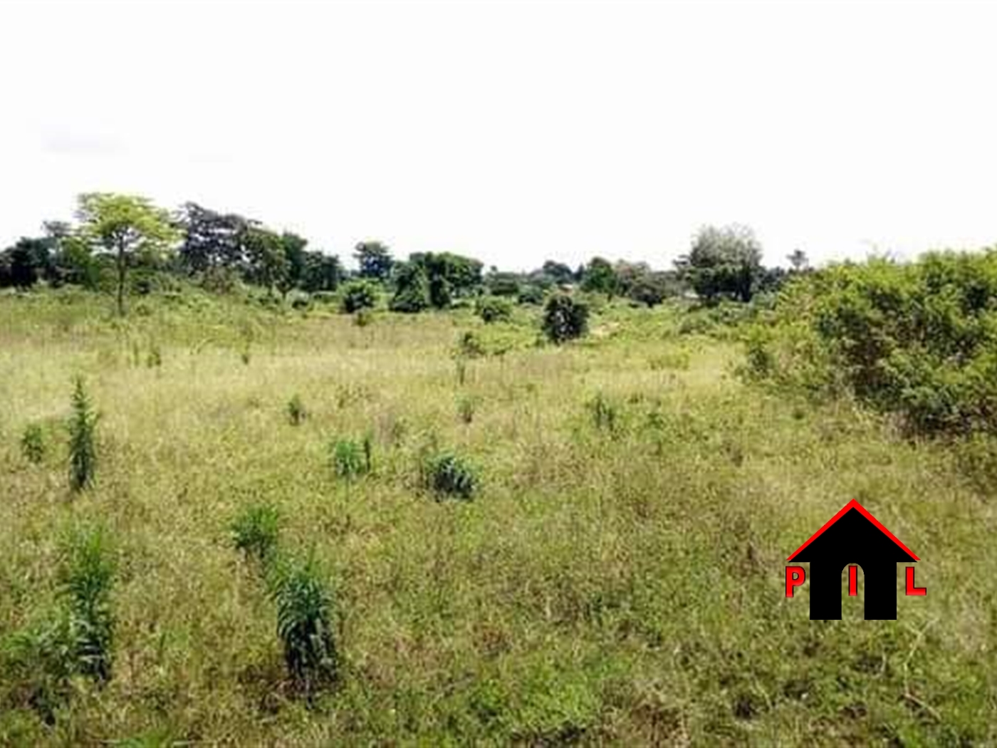 Agricultural Land for sale in Bwigule Mayuge