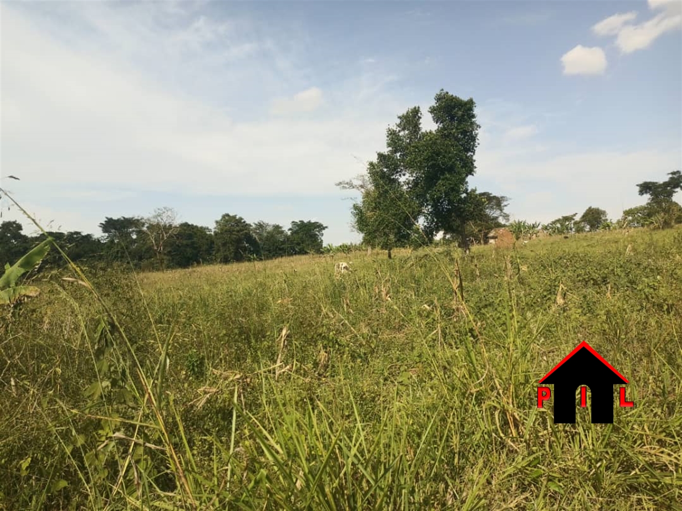 Agricultural Land for sale in Kiyuya Mubende