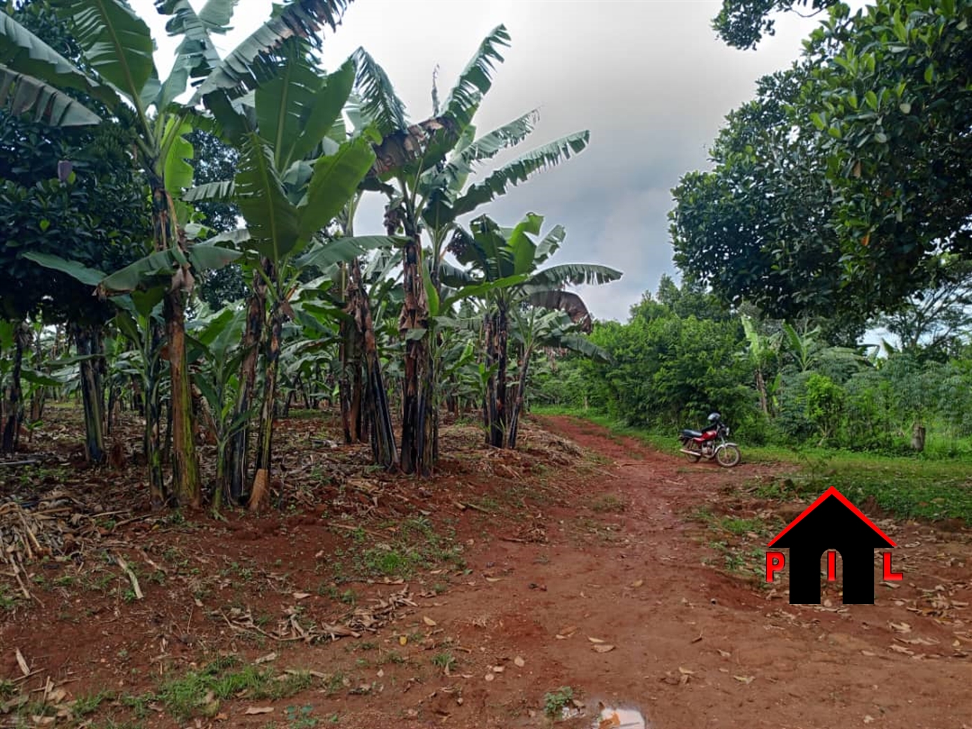 Agricultural Land for sale in Nabisogyo Nakaseke