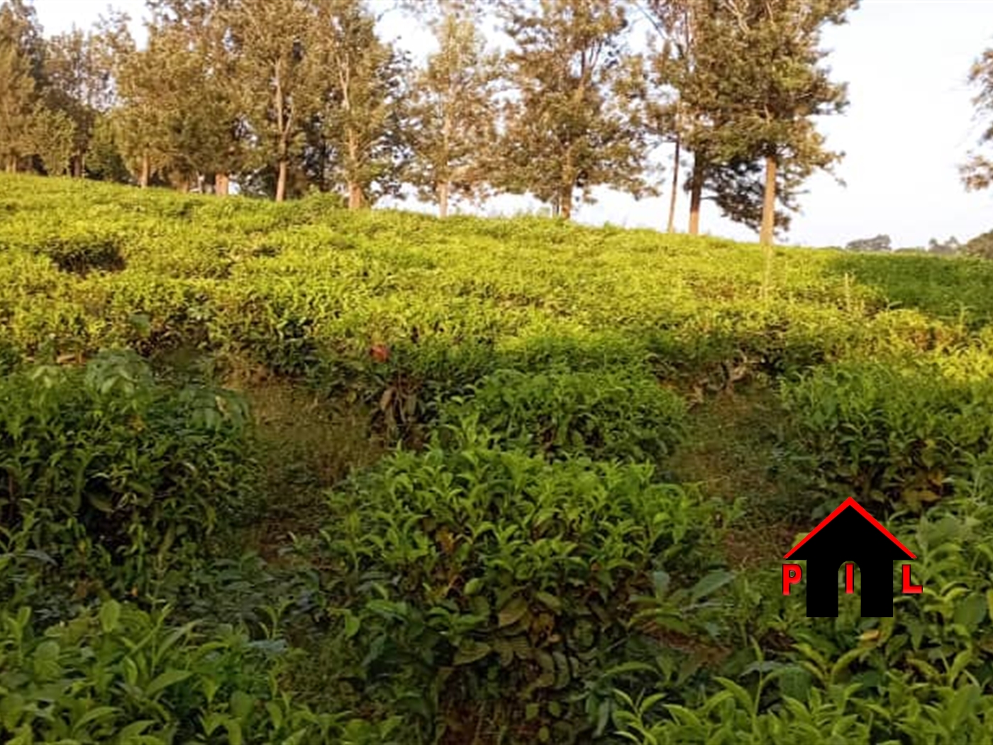Agricultural Land for sale in Kiwesa Mityana