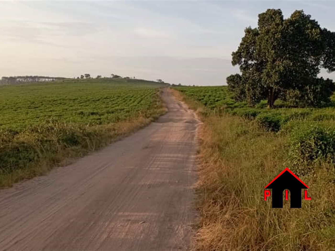 Agricultural Land for sale in Kiwesa Mityana