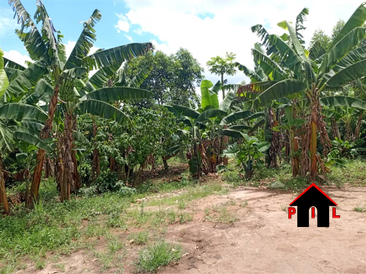 Agricultural Land for sale in Kitebere Mityana