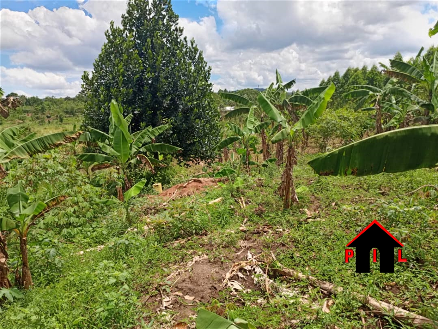 Agricultural Land for sale in Kitebere Mityana