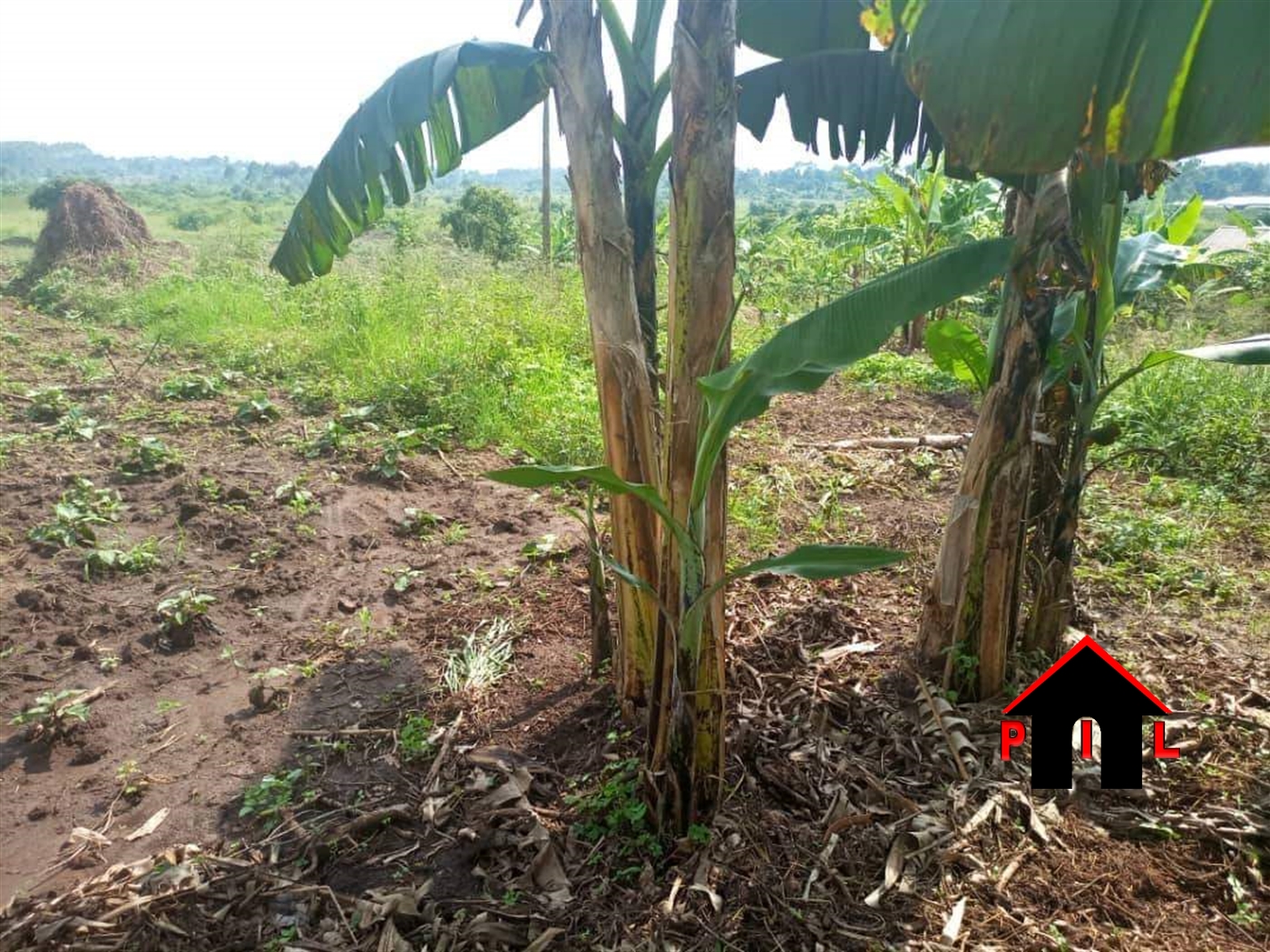 Agricultural Land for sale in Zirobwee Luweero
