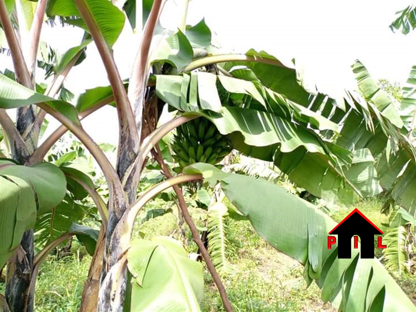 Commercial Land for sale in Buwooya Iganga