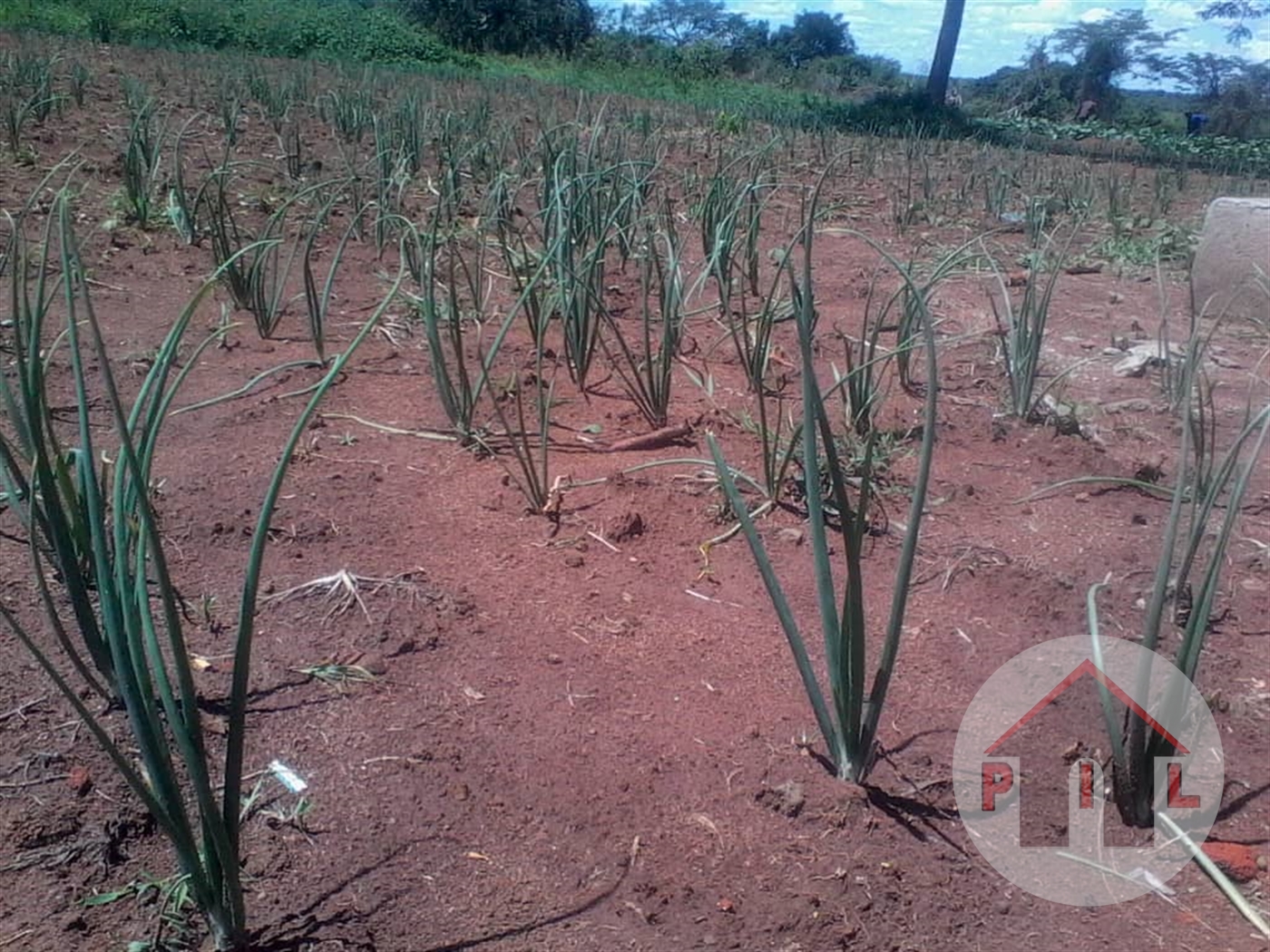 Agricultural Land for sale in Katugo Nakasongola