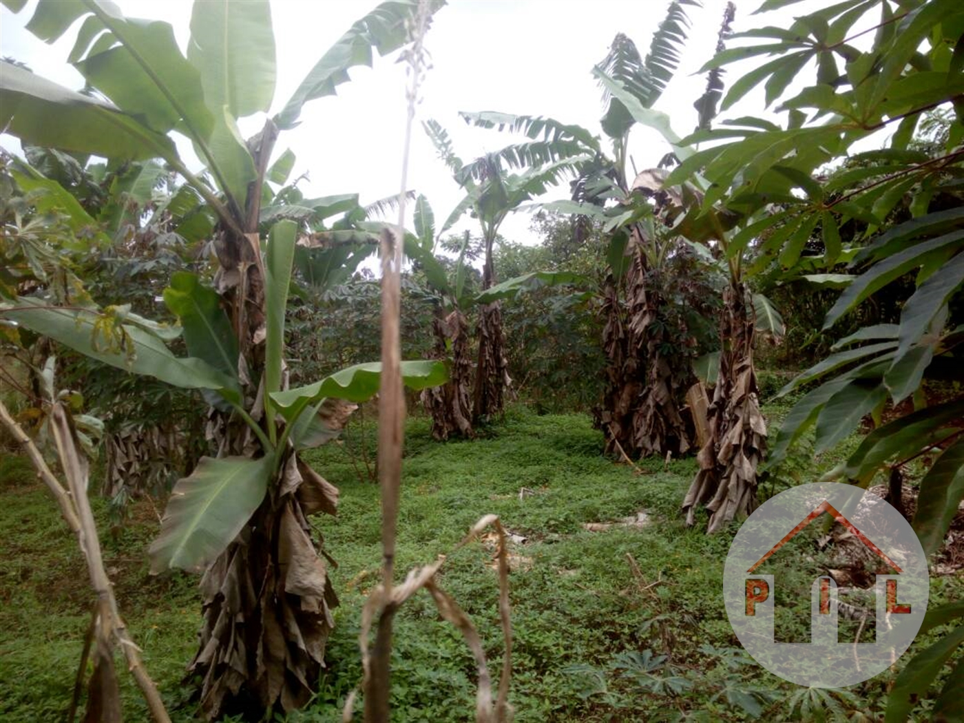 Agricultural Land for sale in Nkokonjeru Mukono