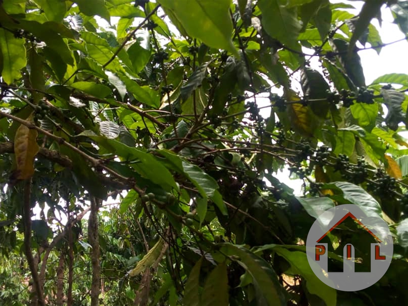 Agricultural Land for sale in Ziloobwe Luweero