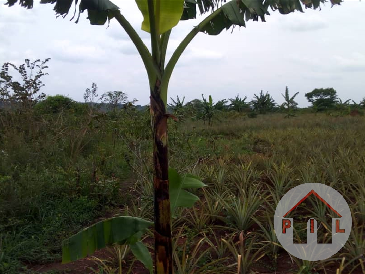 Agricultural Land for sale in Lukinzi Luweero