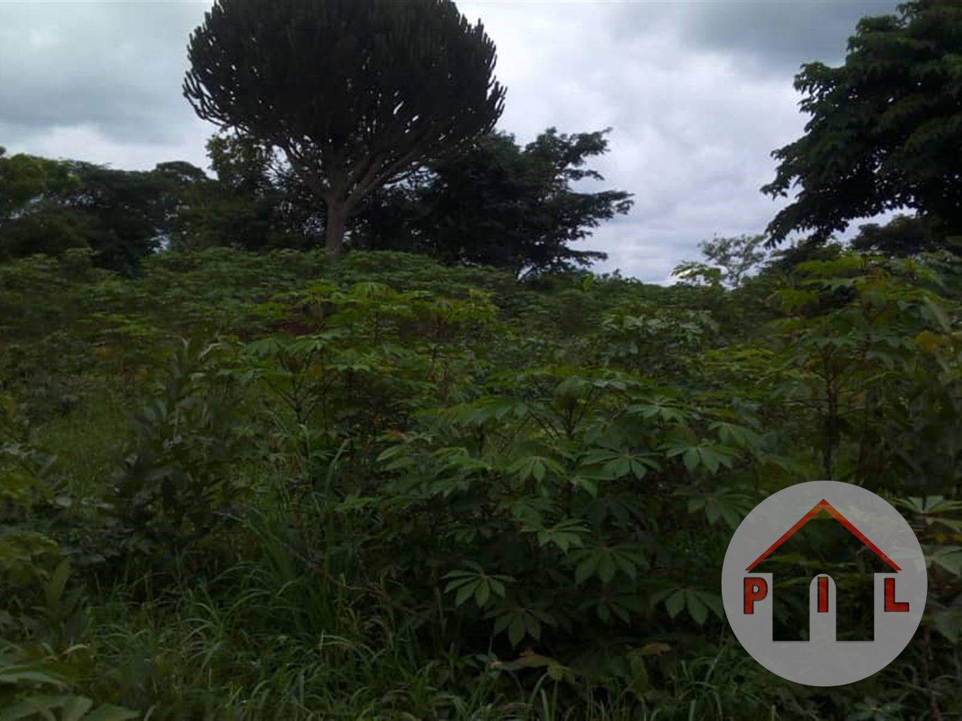 Agricultural Land for sale in Lukinzi Luweero