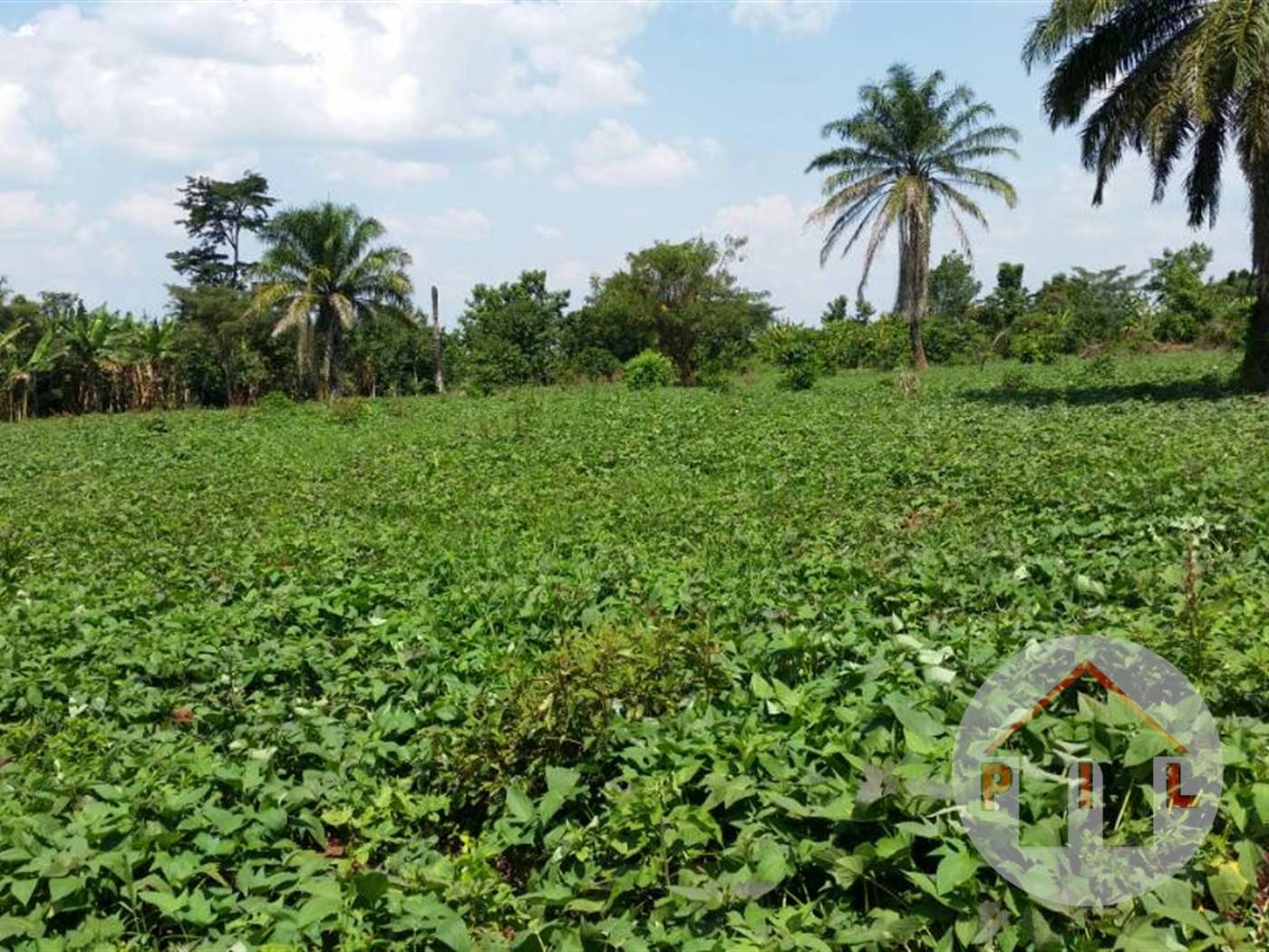 Agricultural Land for sale in Ziloobwe Luweero