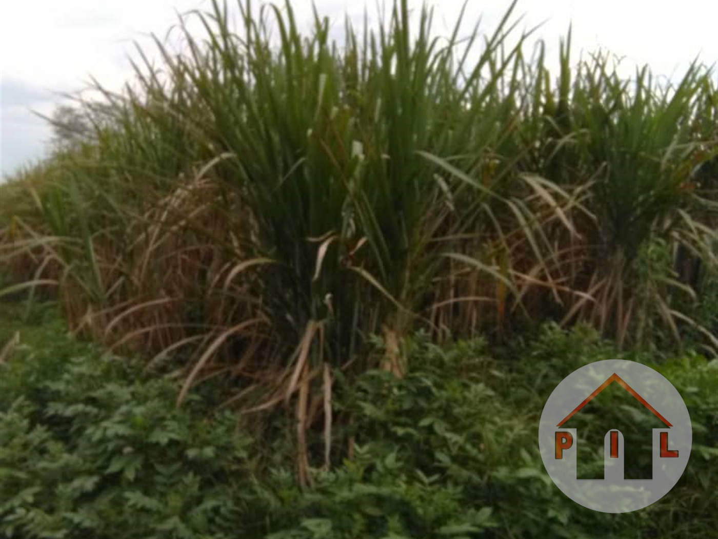 Agricultural Land for sale in Lwamata Kiboga