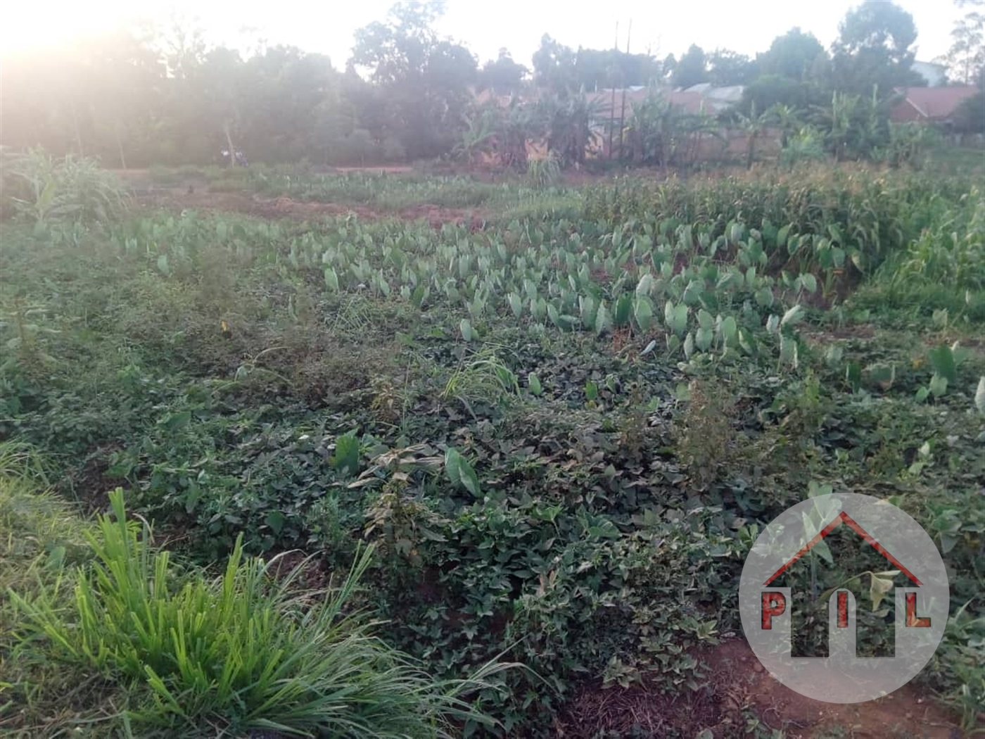 Agricultural Land for sale in Seeta Mukono