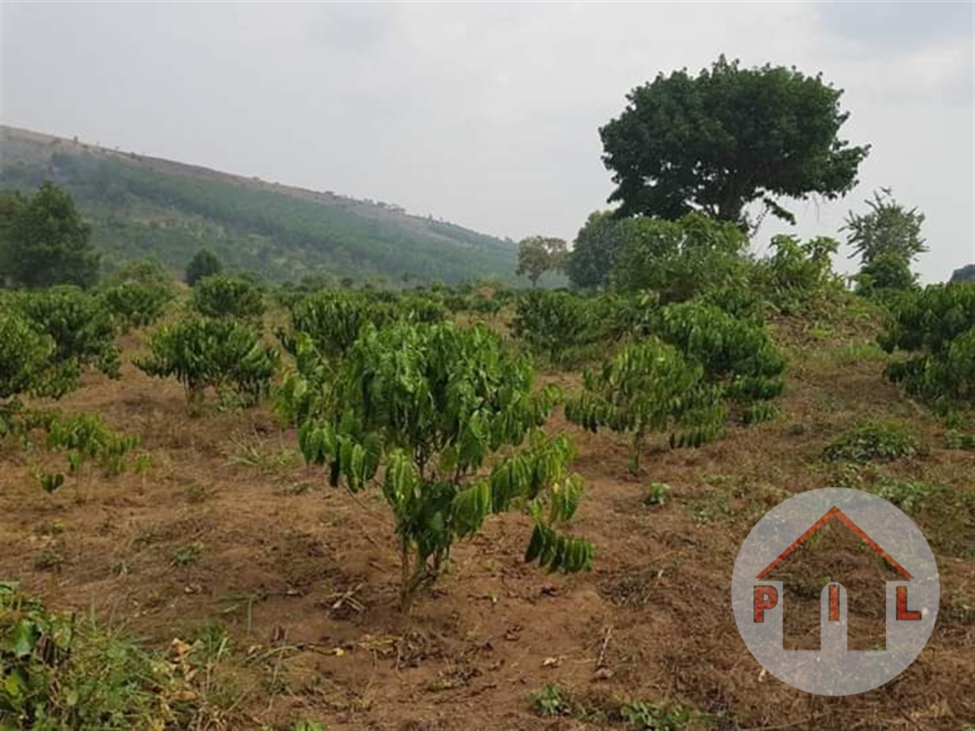 Residential Land for sale in AbayitaAbabiri Wakiso