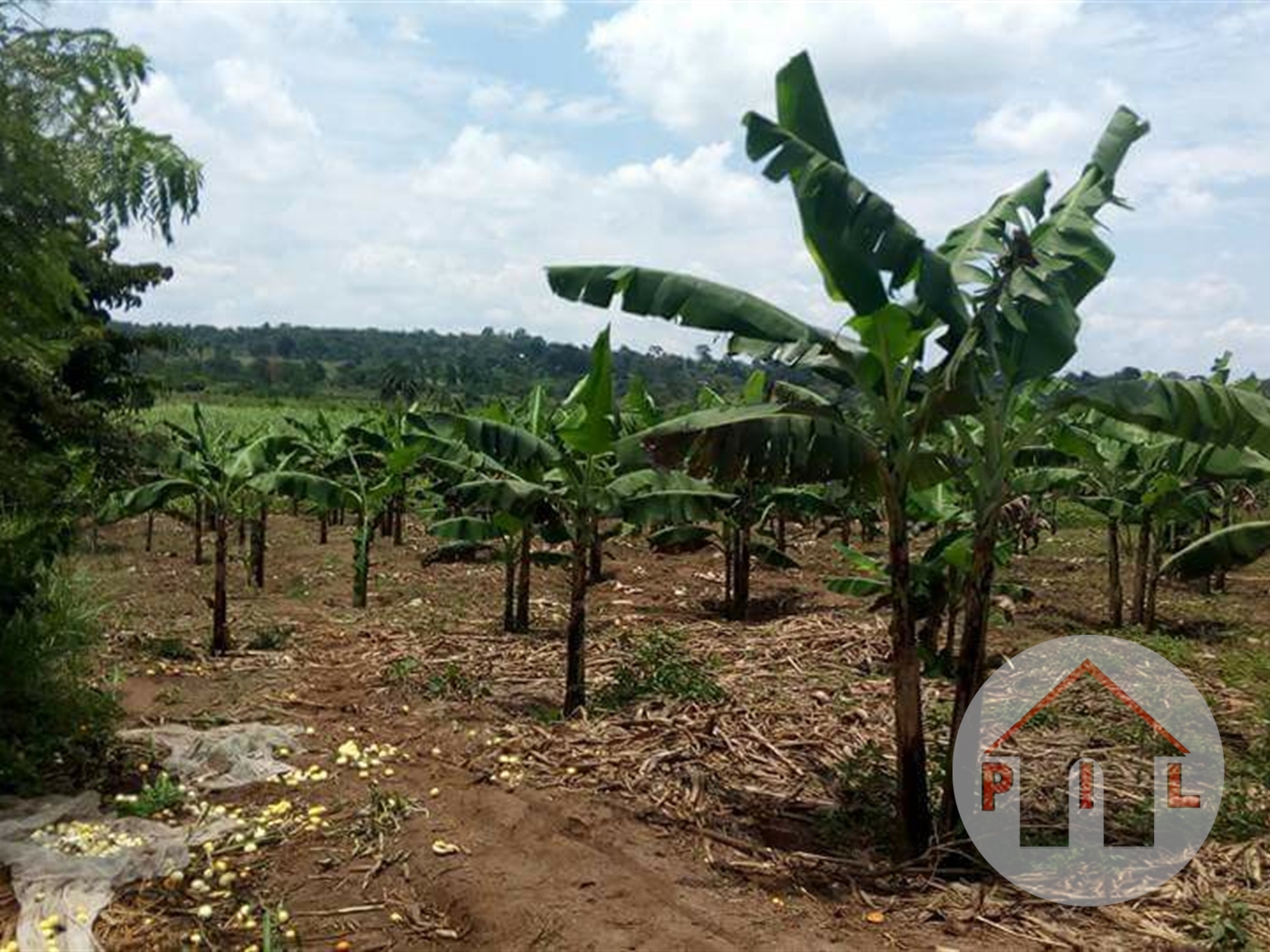 Agricultural Land for sale in Ziloobwe Wakiso