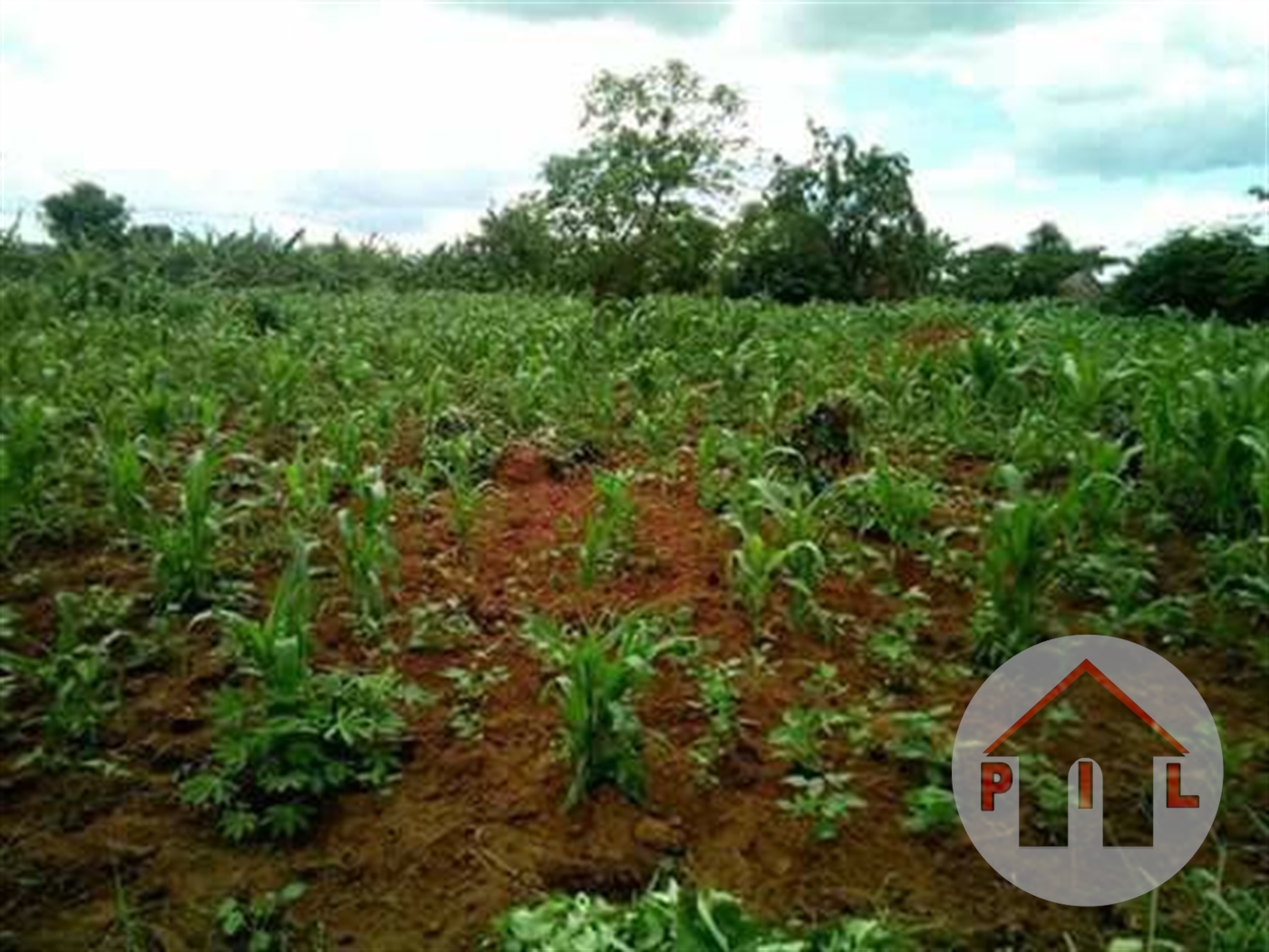 Agricultural Land for sale in Ssemuto Luweero