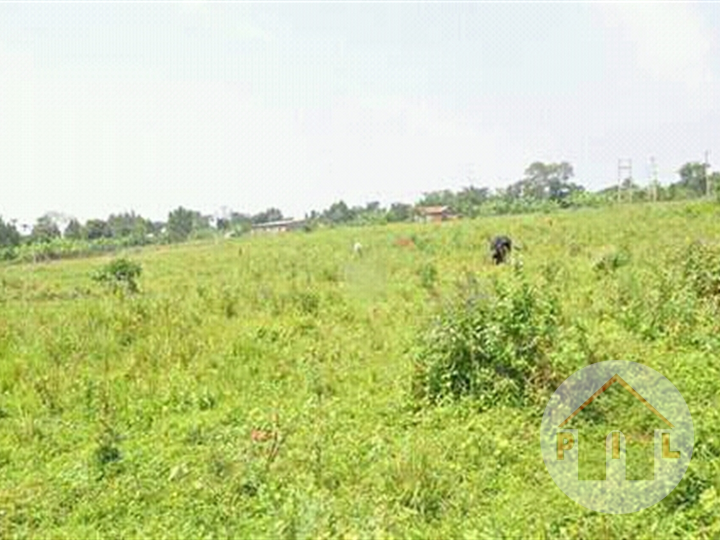 Agricultural Land for sale in Kakooge Luweero