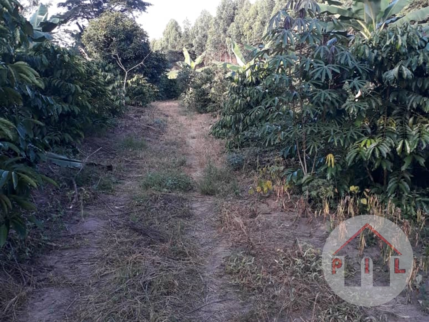 Agricultural Land for sale in Gomba Masaka