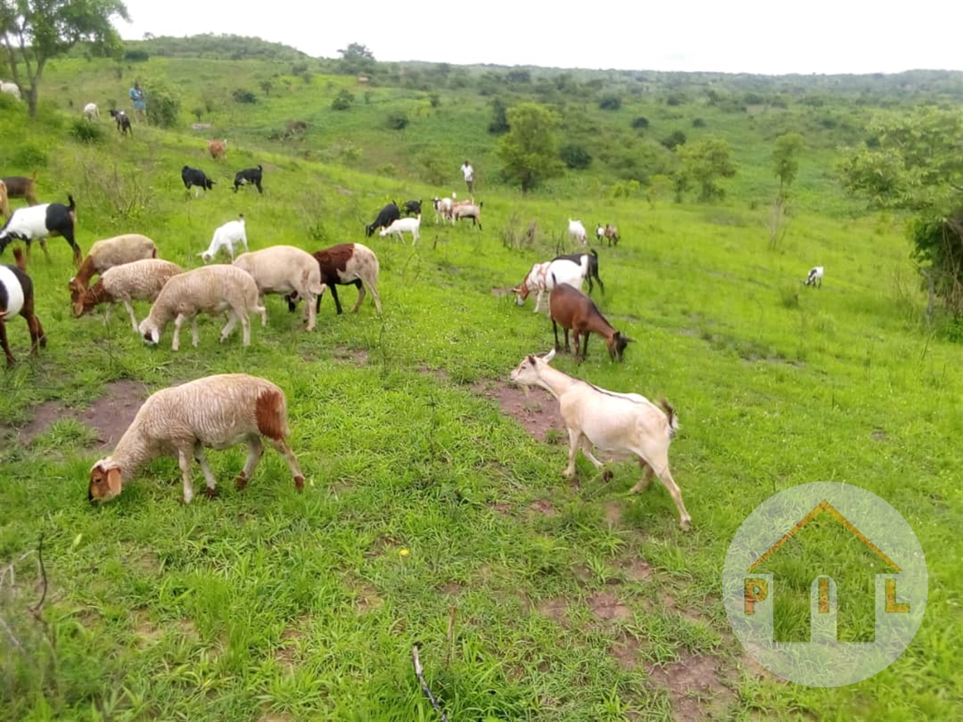 Agricultural Land for sale in Ngoma Kamwenge